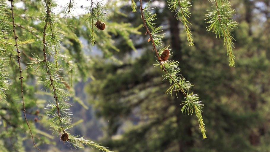 Лиственница сибирская larix sibirica