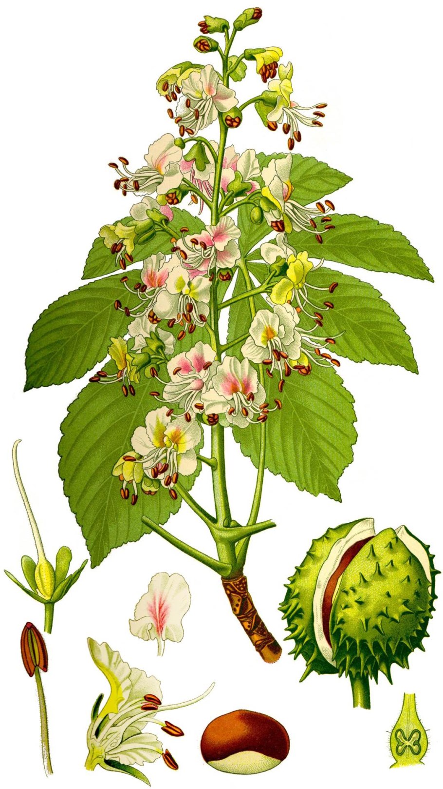 Конский каштан обыкновенный