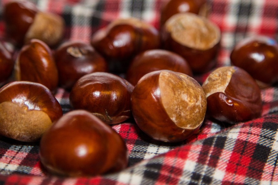 Каштан конский и можжевельник