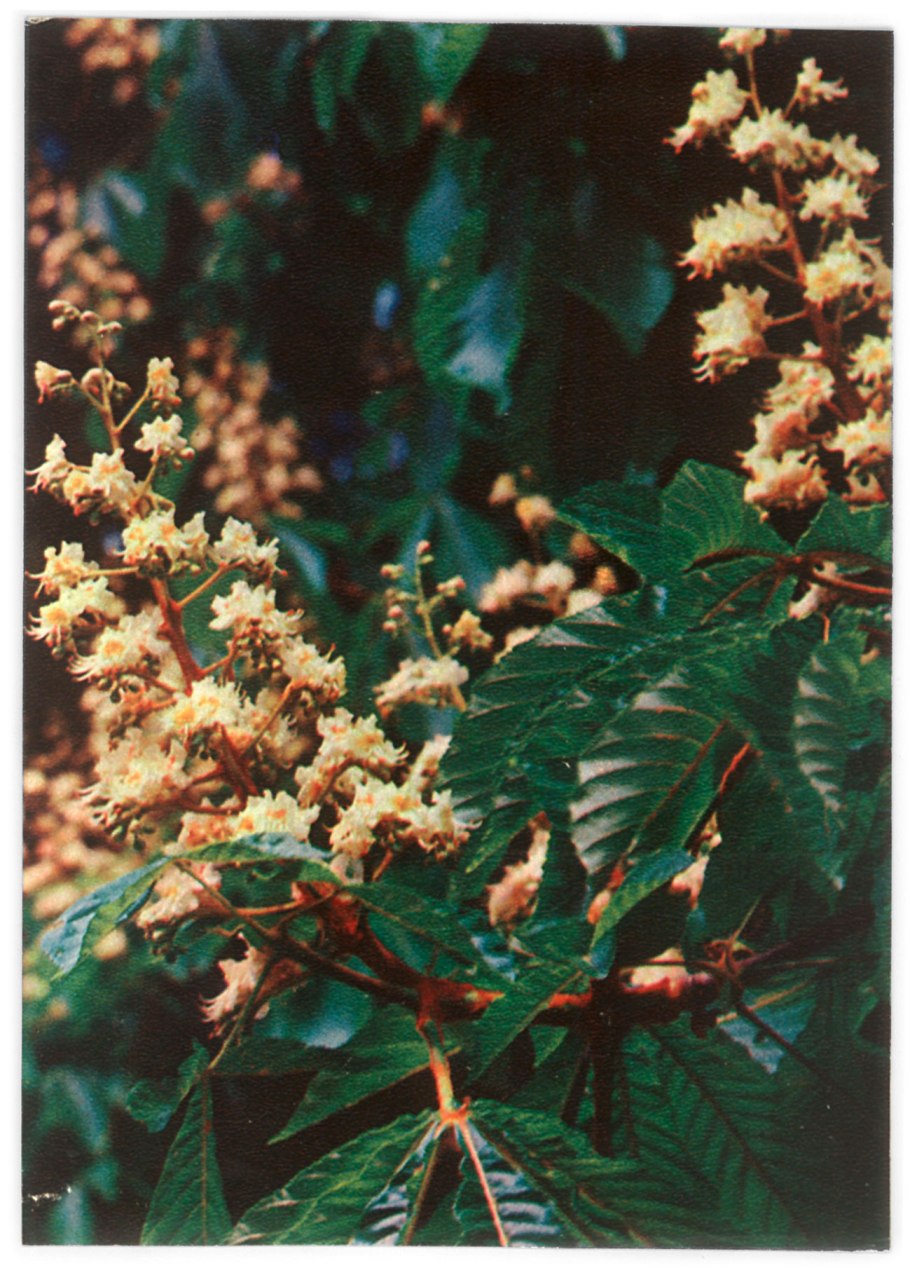 Каштан конский Глабра