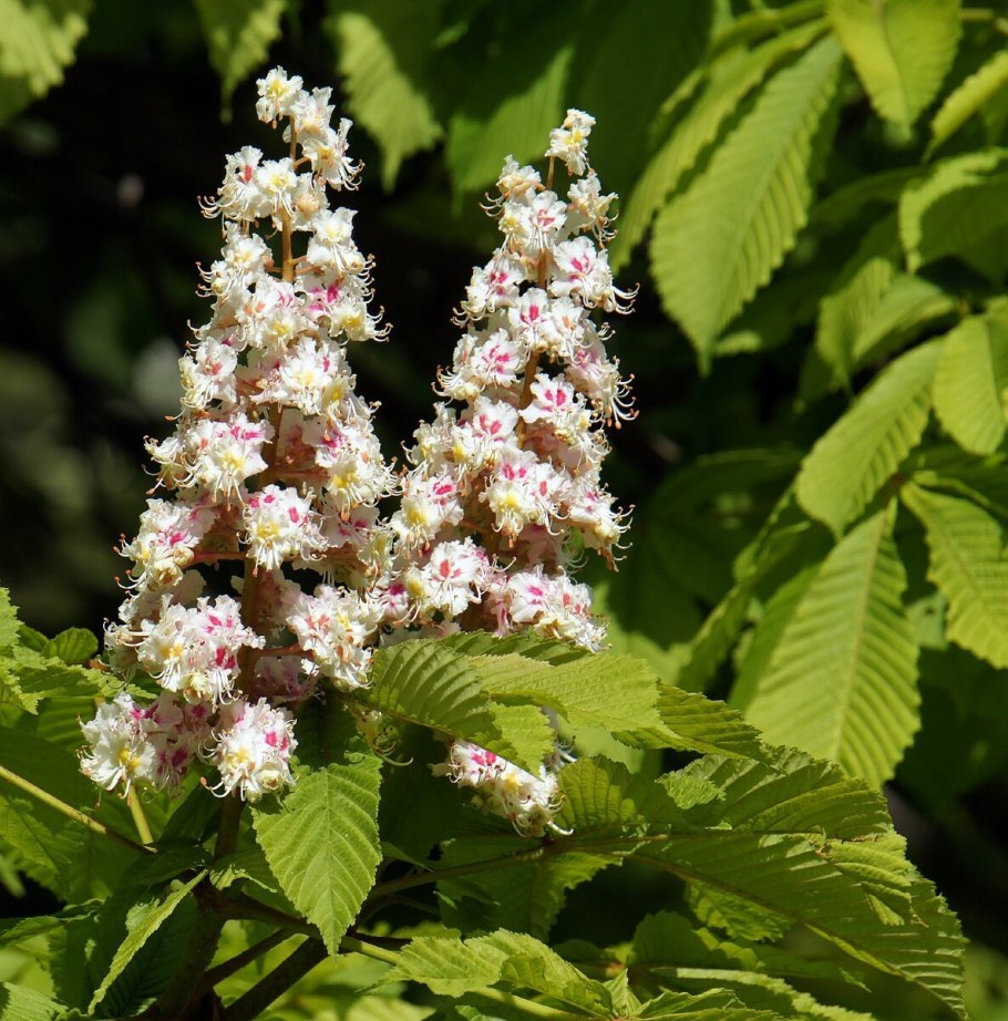 Каштан конский дерево