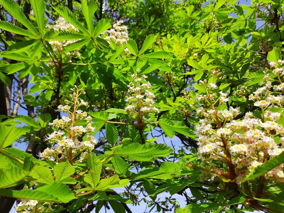 Конский каштан семейство