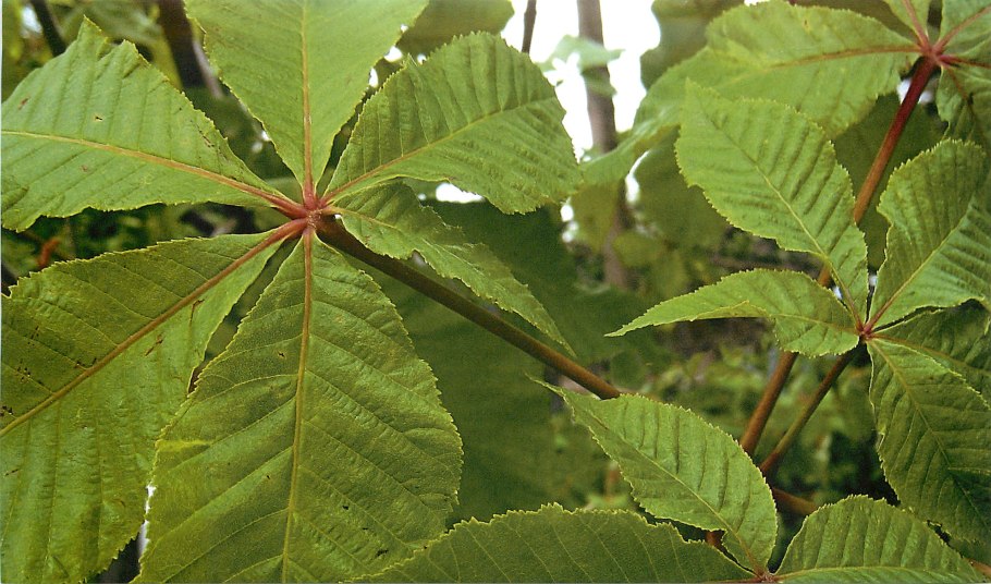 Castanea crenata
