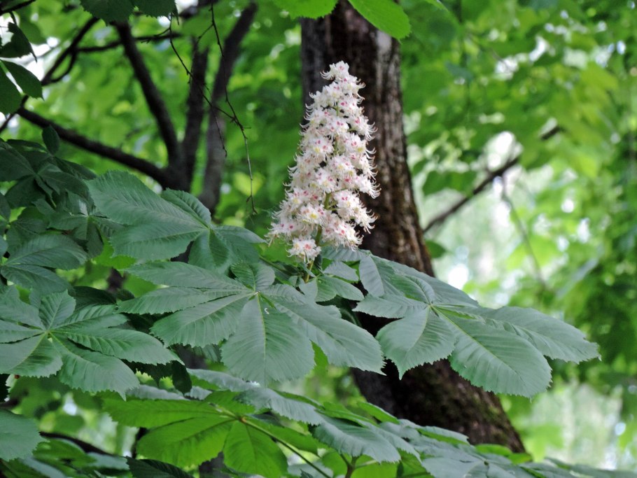 Каштан конский мезофит