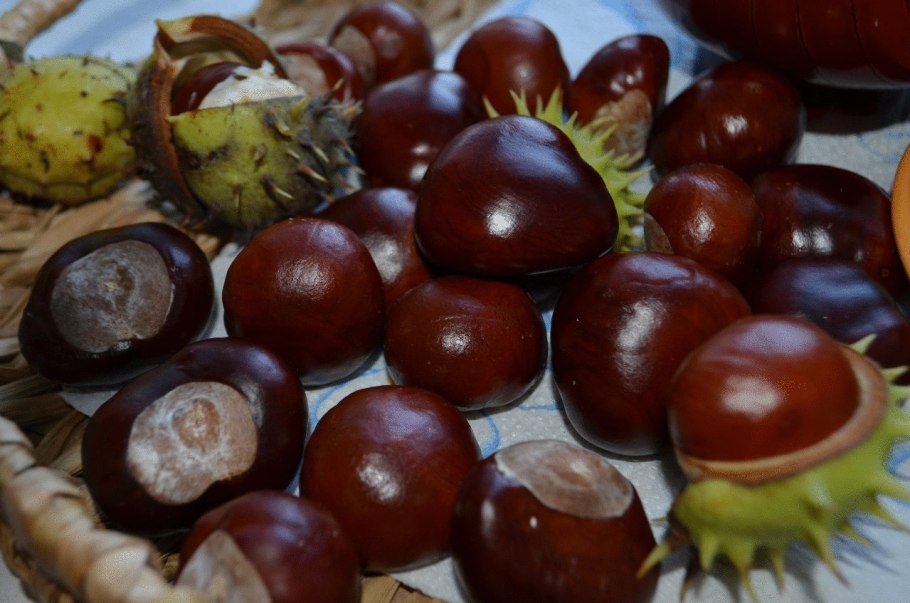 Каштан конский сеянцы