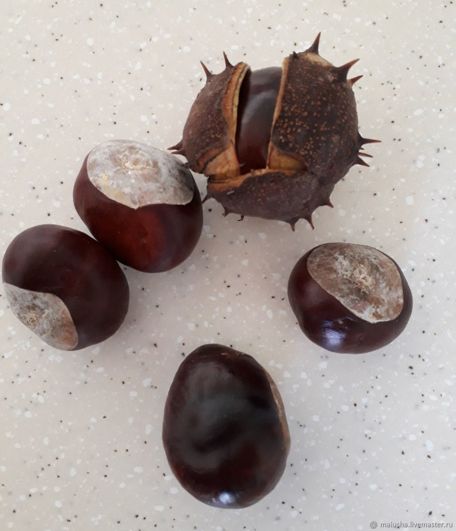 Каштан японский городчатый