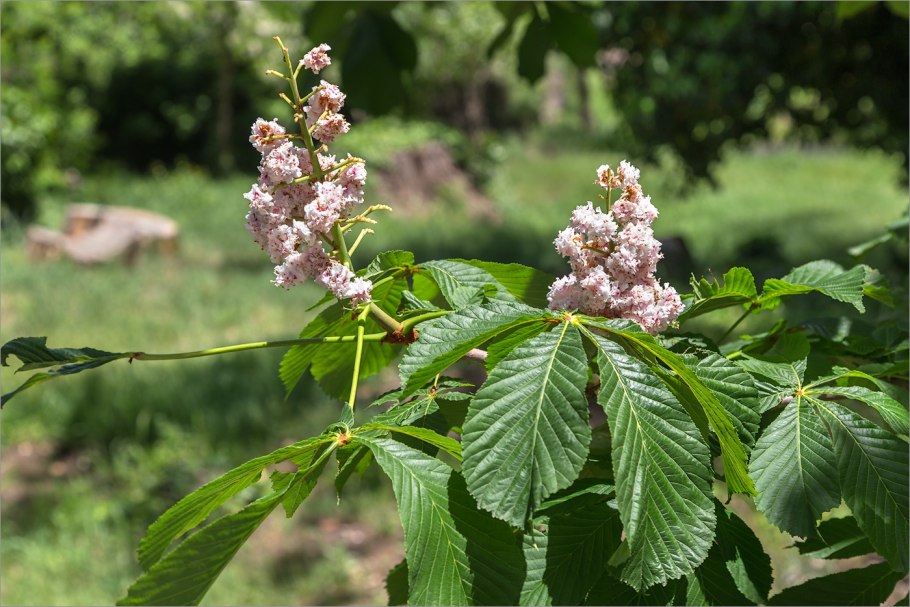Конский каштан обыкновенный Aesculus hippocastanum