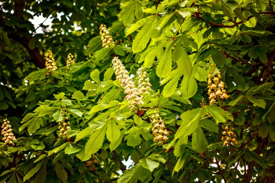 Конский каштан обыкновенный