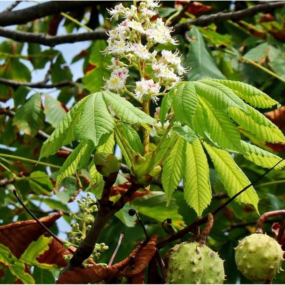 Гудаута конский каштан