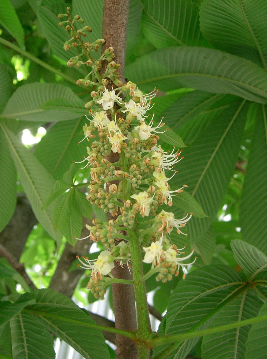 Каштан (Aesculus hippocastanum)