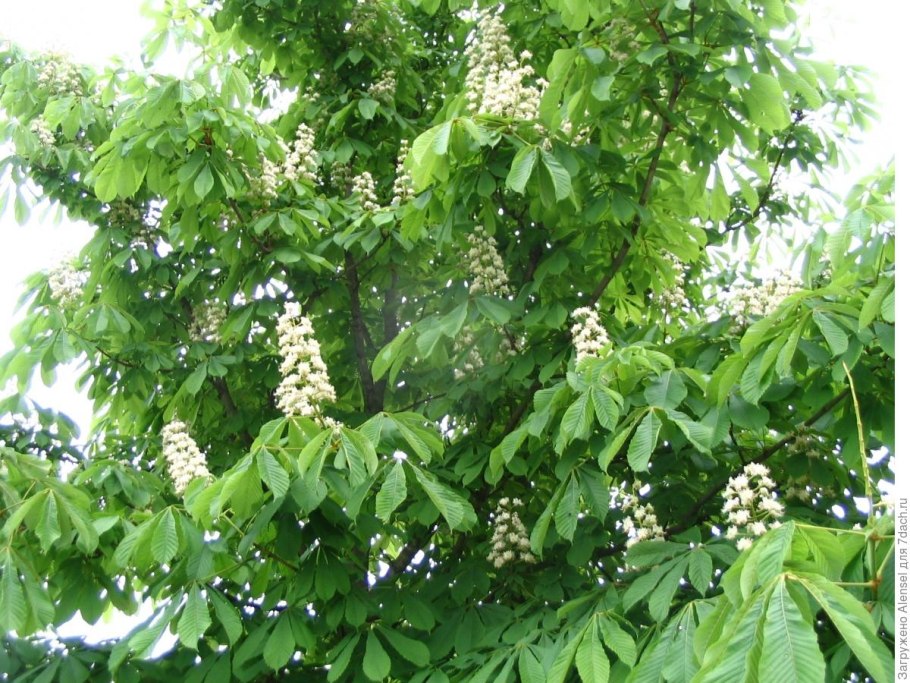 Каштан конский городчатый