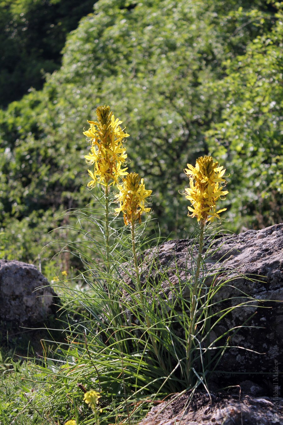 Асфоделина Крымская