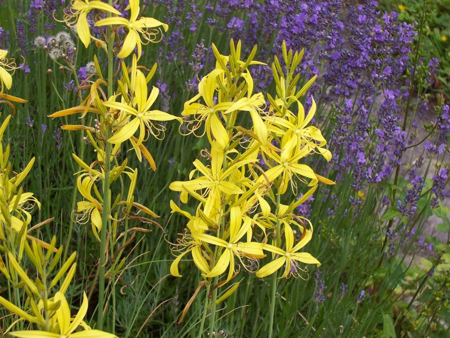 Асфоделина Таврическая