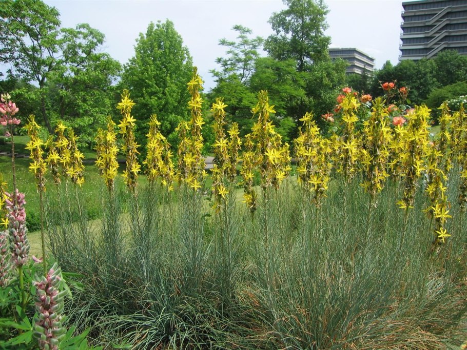 Асфоделина желтая Крым