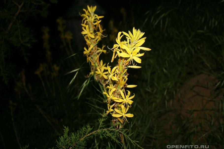 Асфоделина желтая