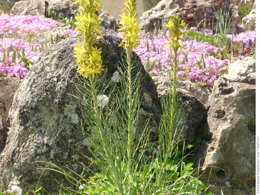 Асфоделина Крымская желтая