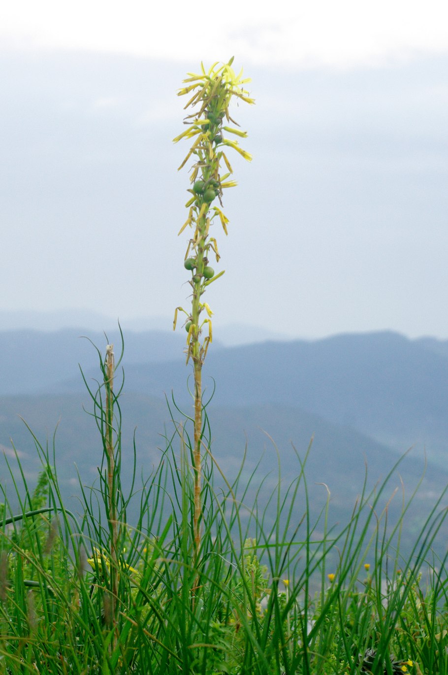 Asphodeline lutea растение