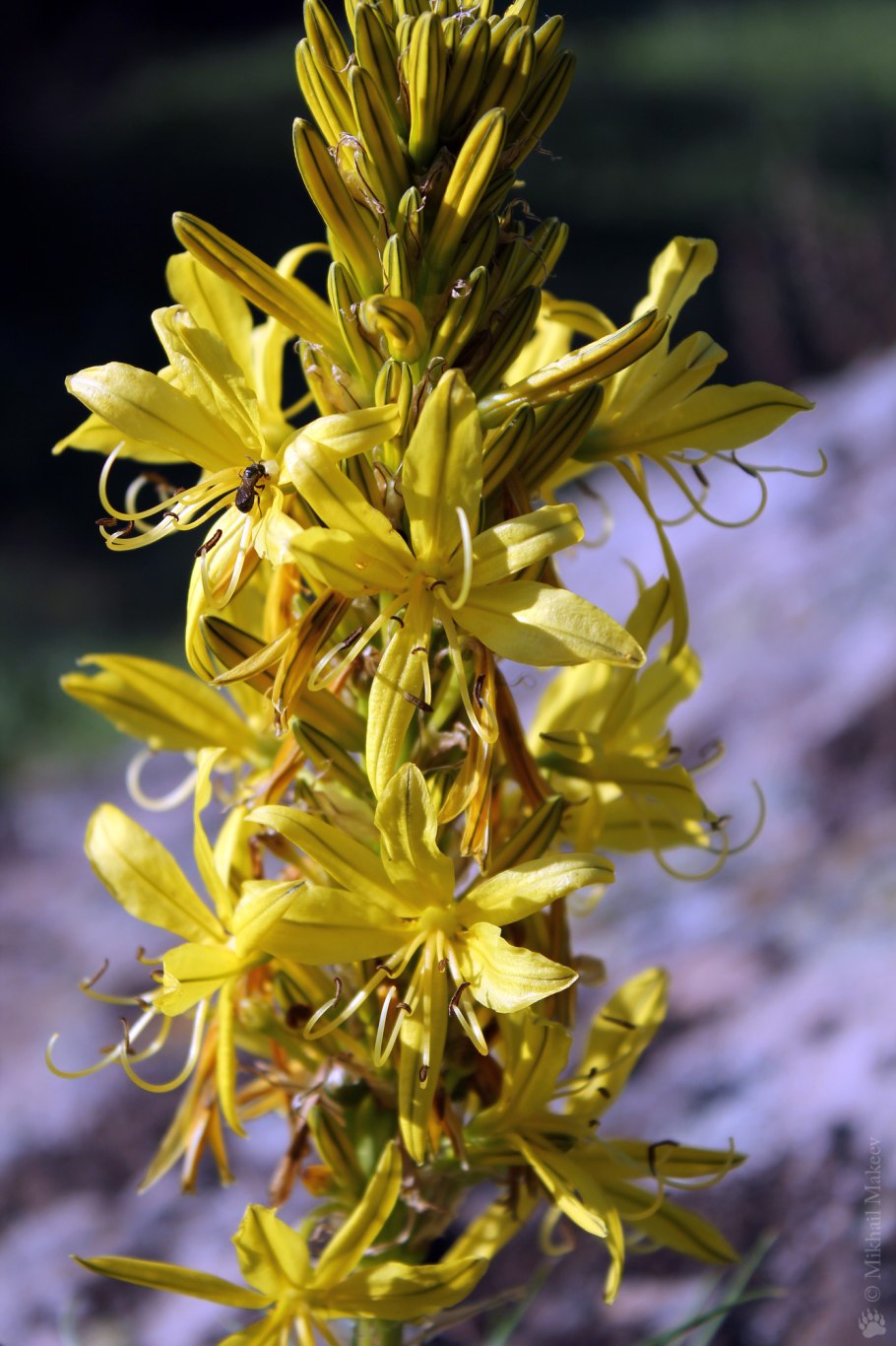 Асфоделина желтая