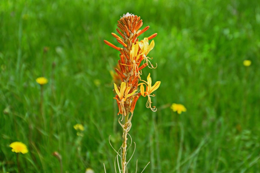 Асфоделина Кавказская