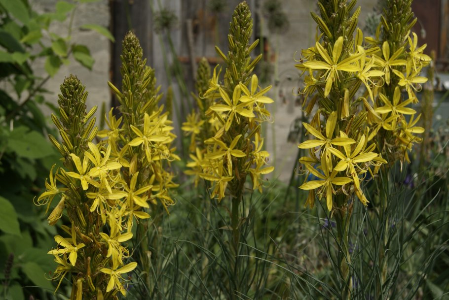 Асфоделина Крымская