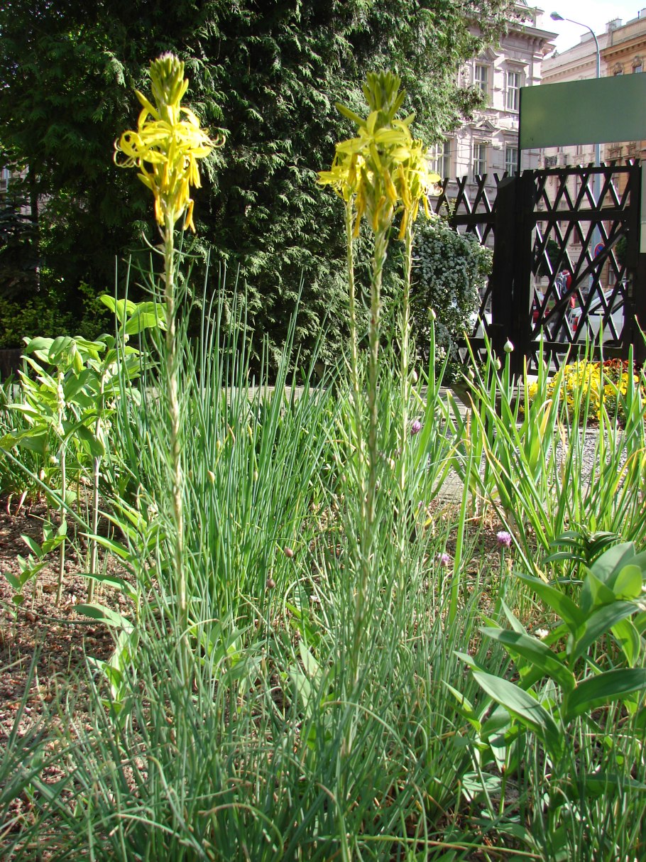 Асфоделина растение