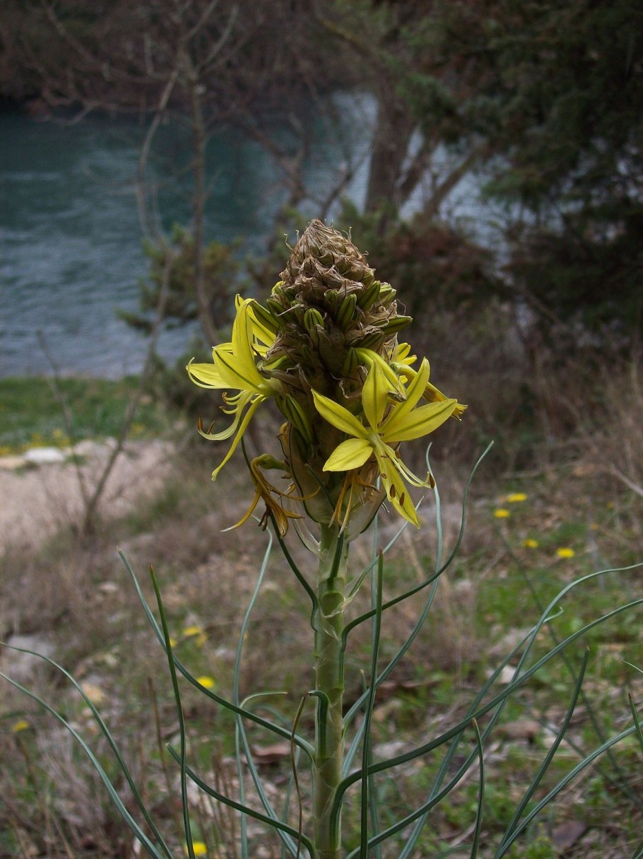 Асфодель Гарри Поттер