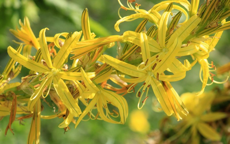 Гагиа Лютеа