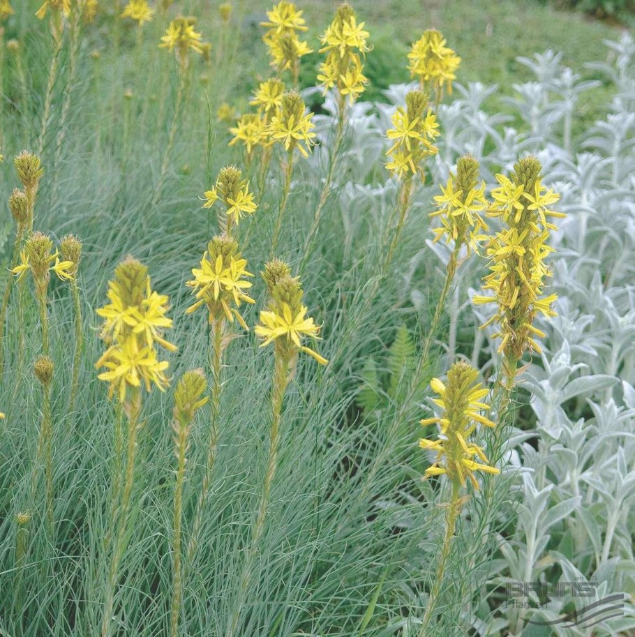 Асфоделина Крымская желтая