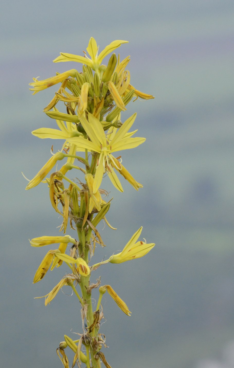 Асфоделина желтая