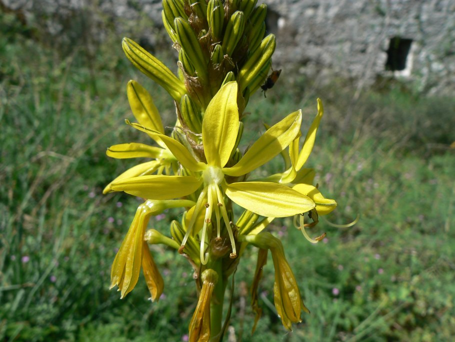 Асфоделина Крымская