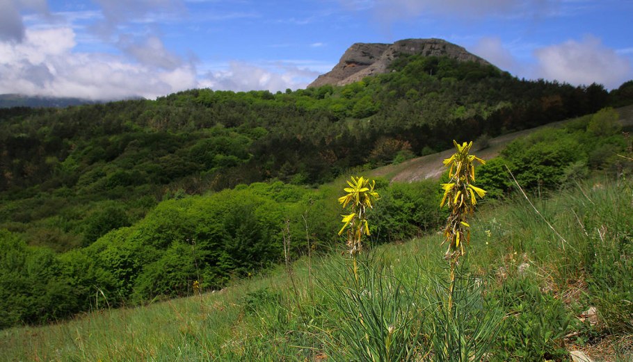 Асфоделина желтая