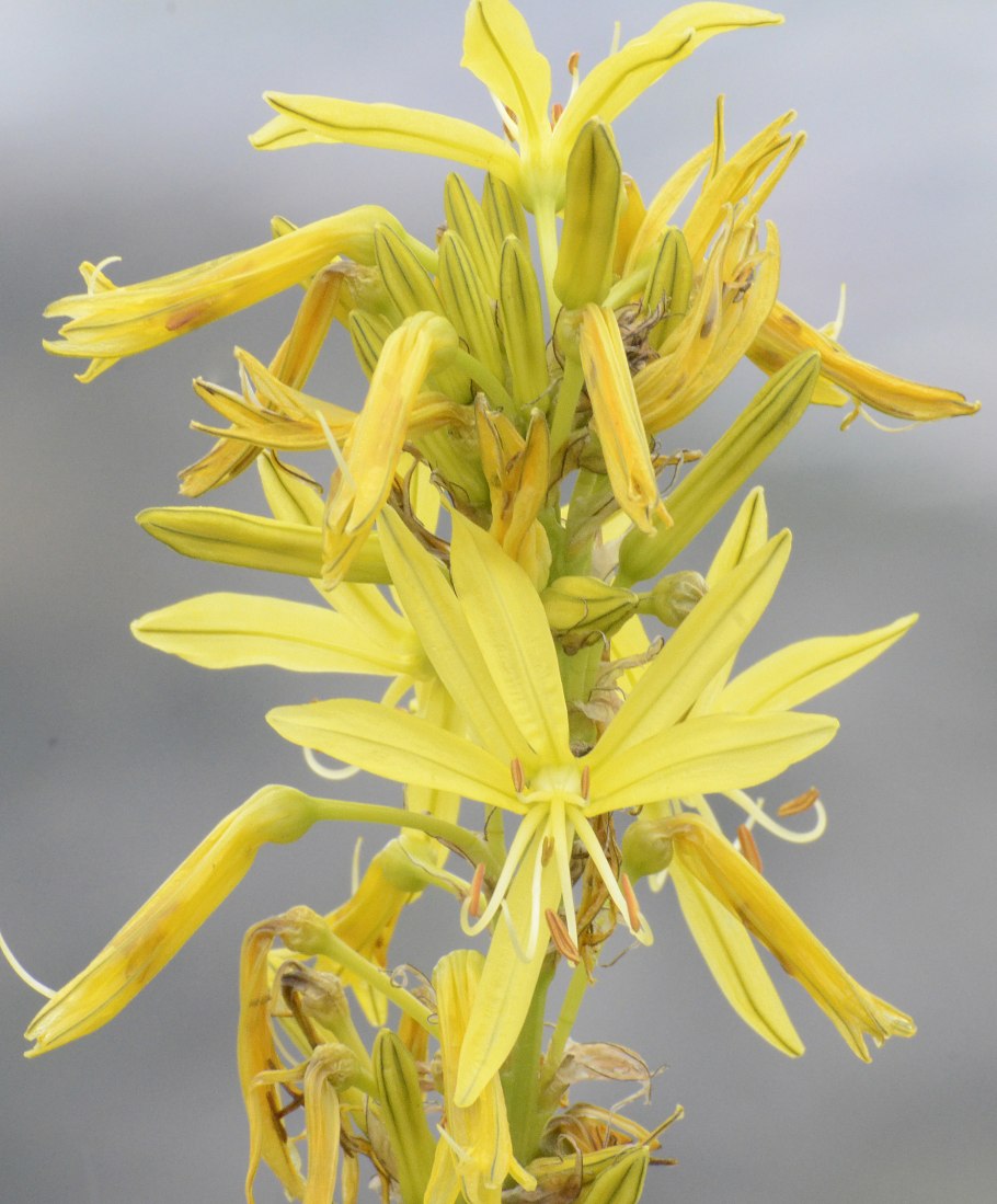 Асфоделина Крымская желтая