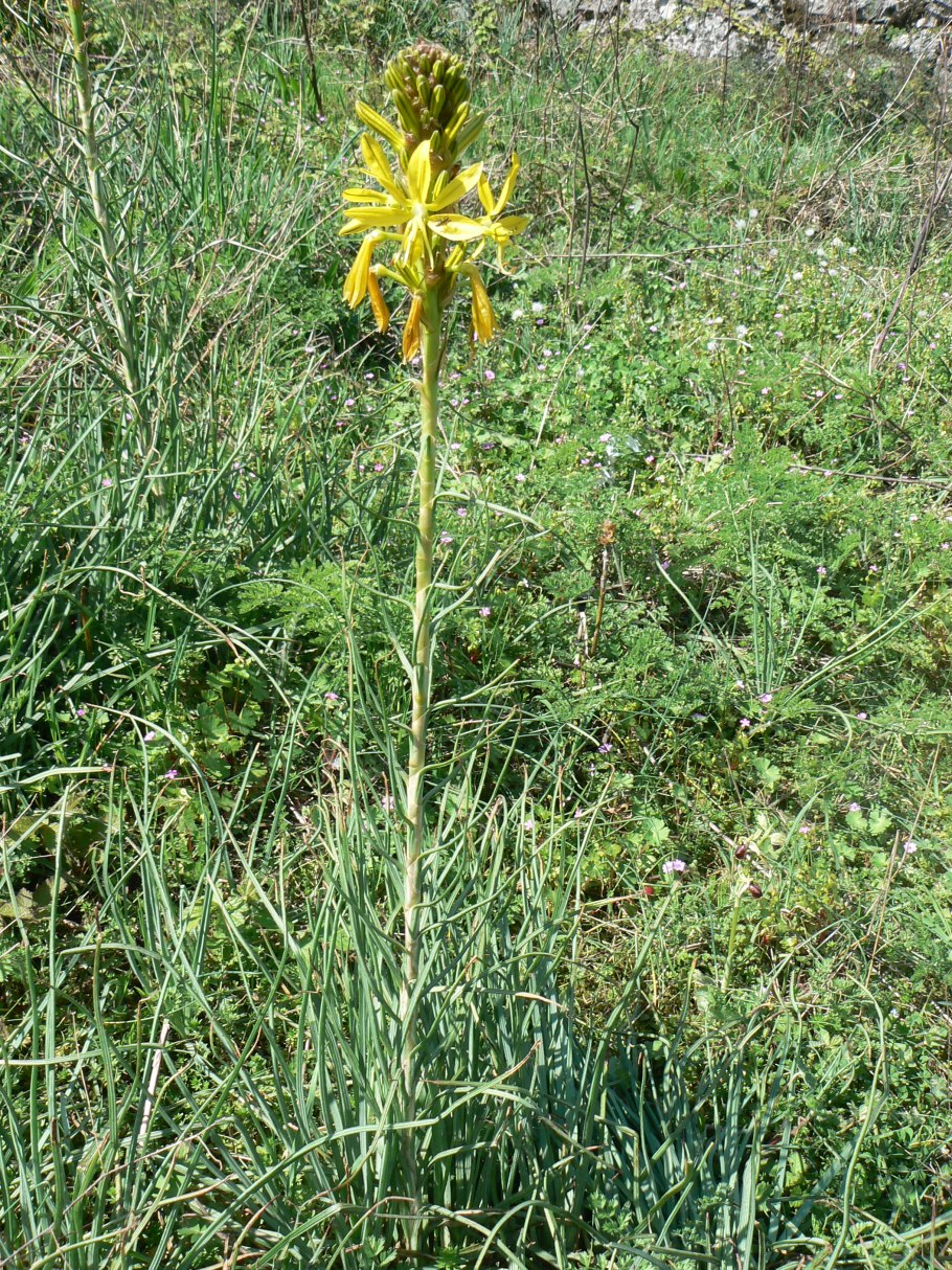 Кустарник Асфоделина посадка и уход