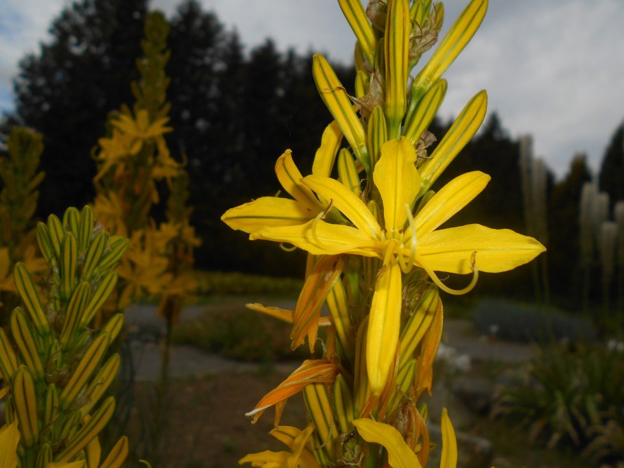 Asphodeline lutea