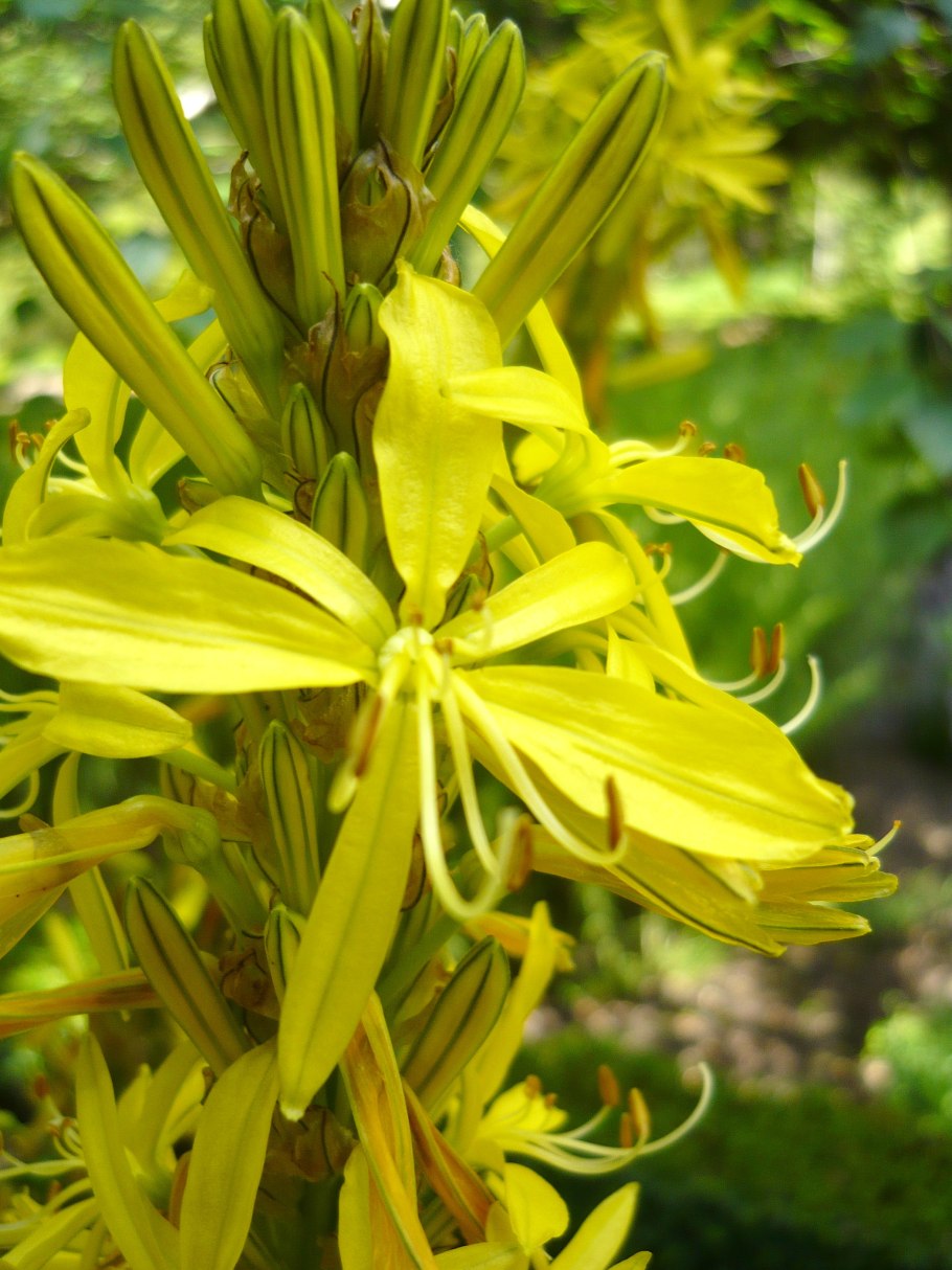 Асфоделина желтая