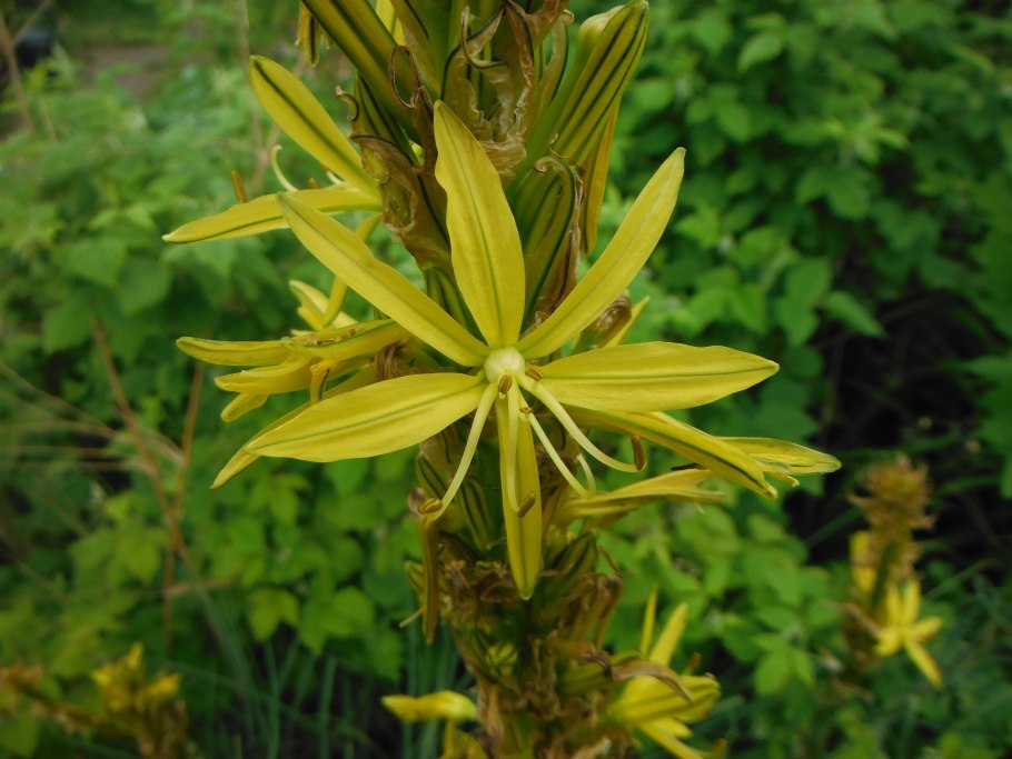 Asphodeline lutea