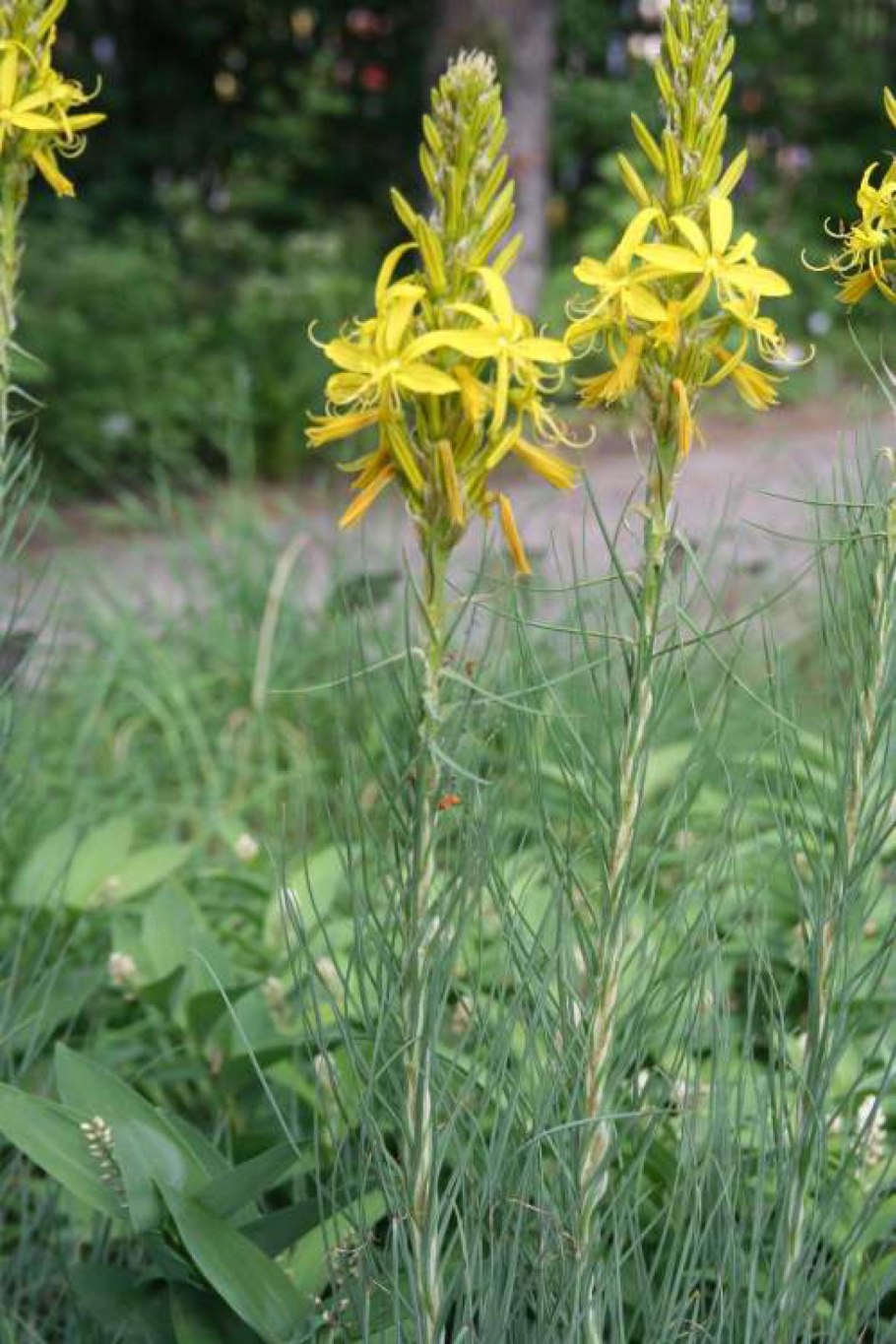 Асфоделина белая