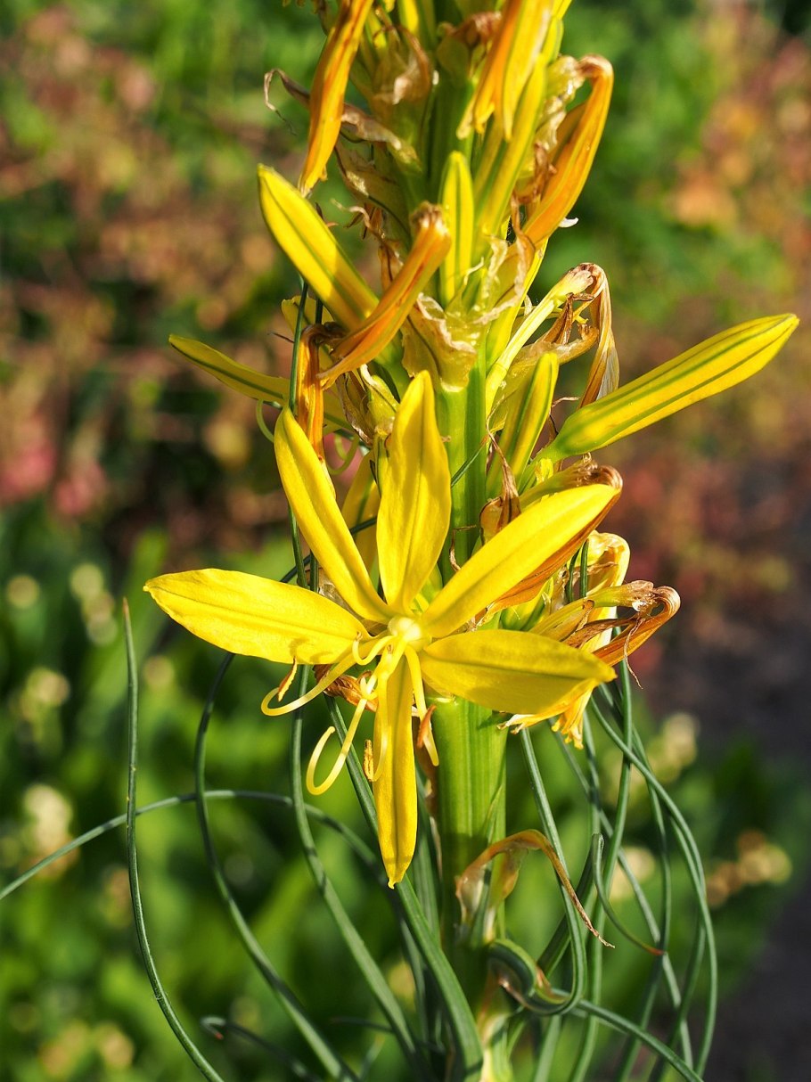 Асфоделина Крымская (Asphodeline Taurica )
