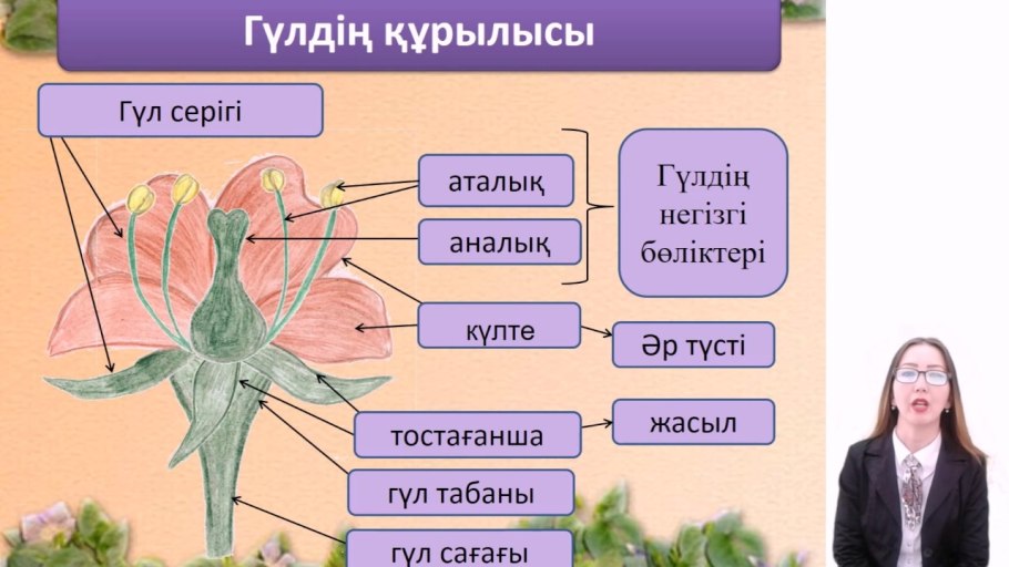 Цветок и его строение 6 класс биология