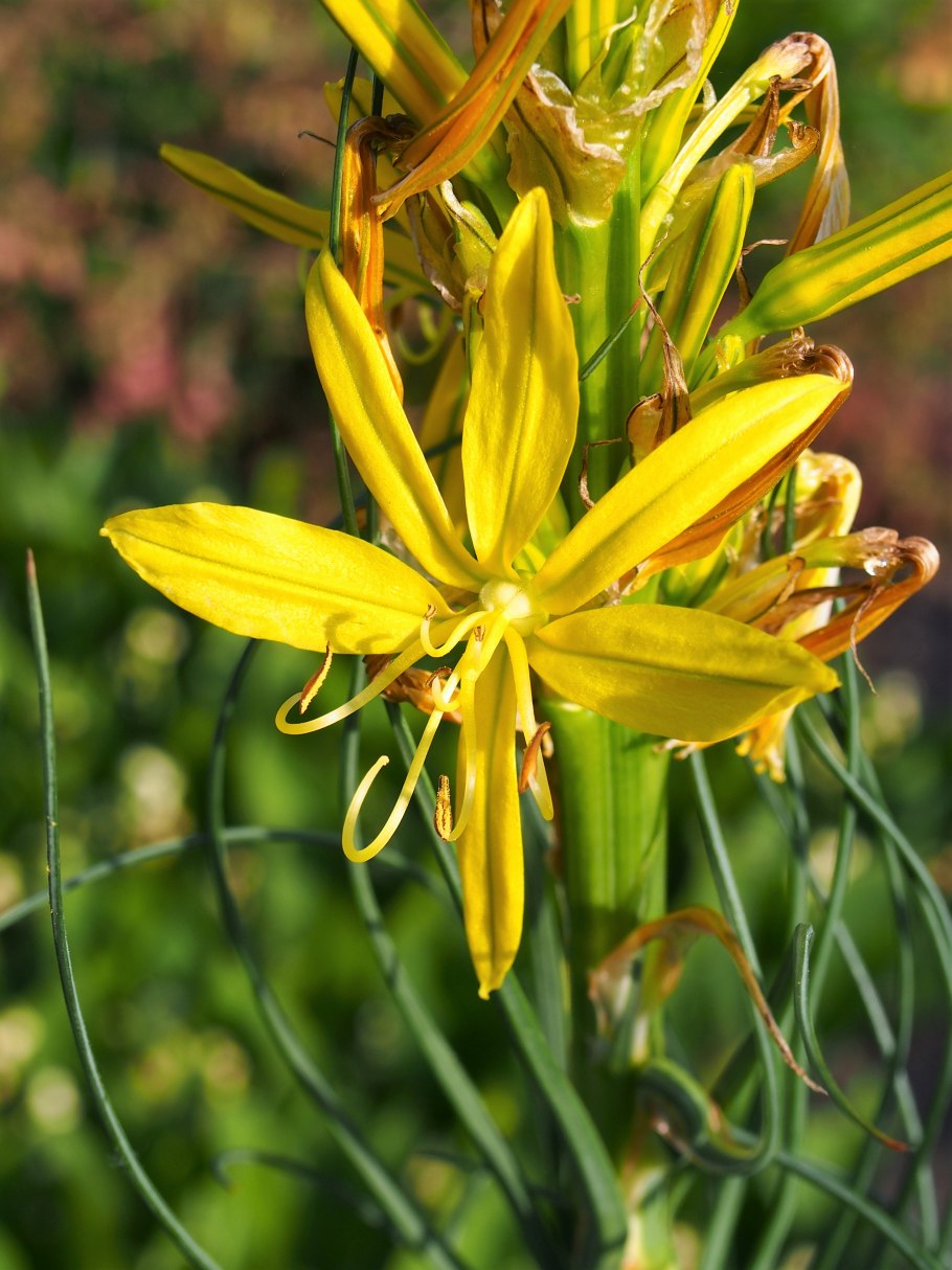Асфоделина дамасская