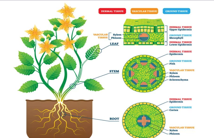 Plant Tissue Culture
