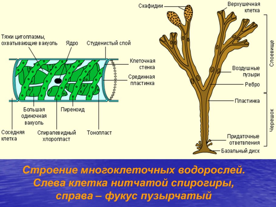 Строение многоклеточных зеленых водорослей