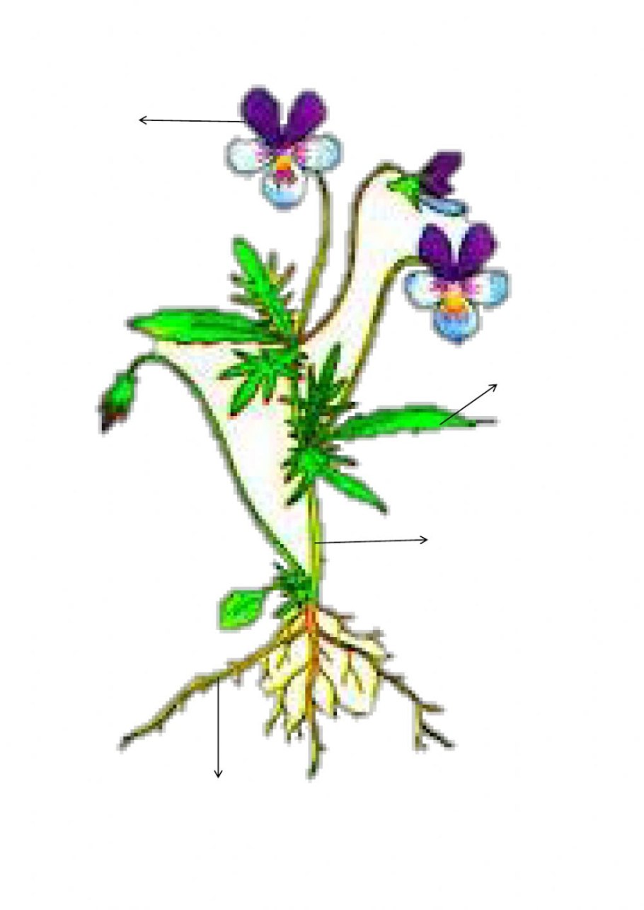 Фиалка трехцветная строение