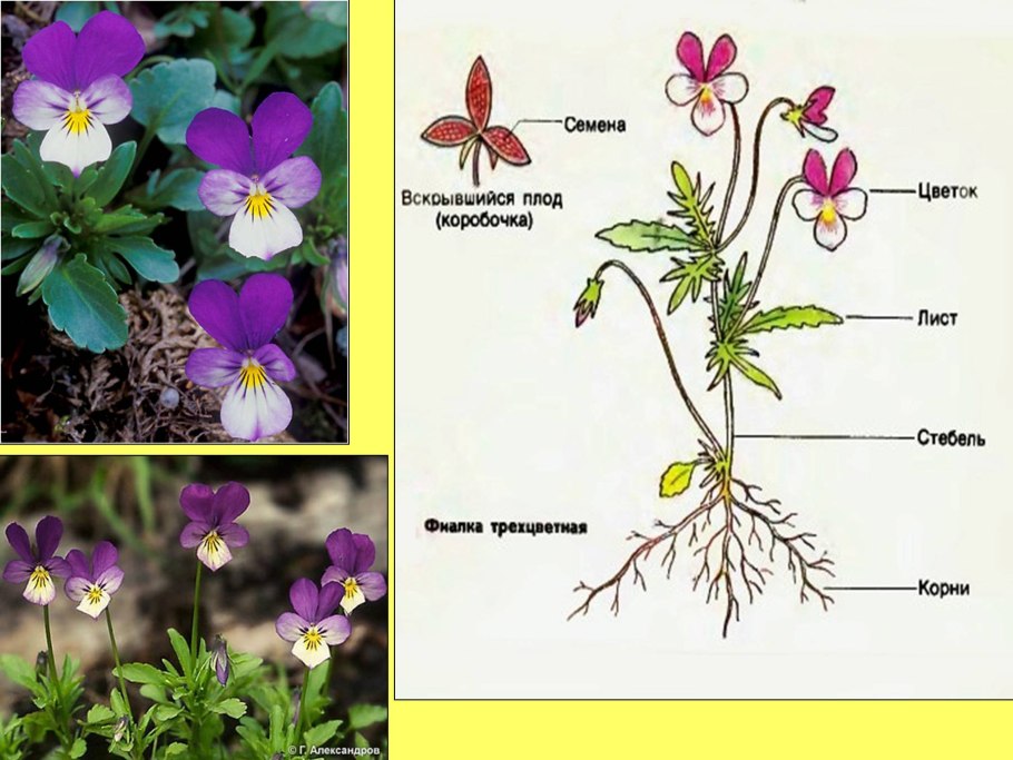 Фиалка трехцветная строение
