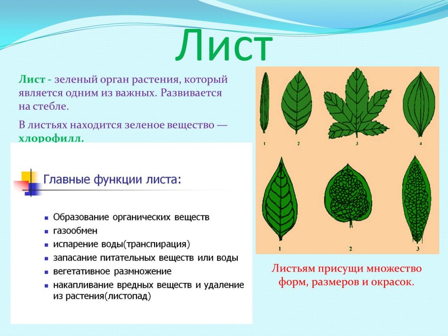 Листовая пластина листа