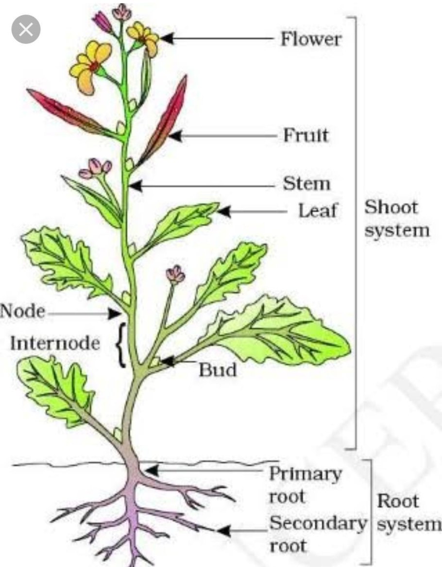Строение цветка на английском