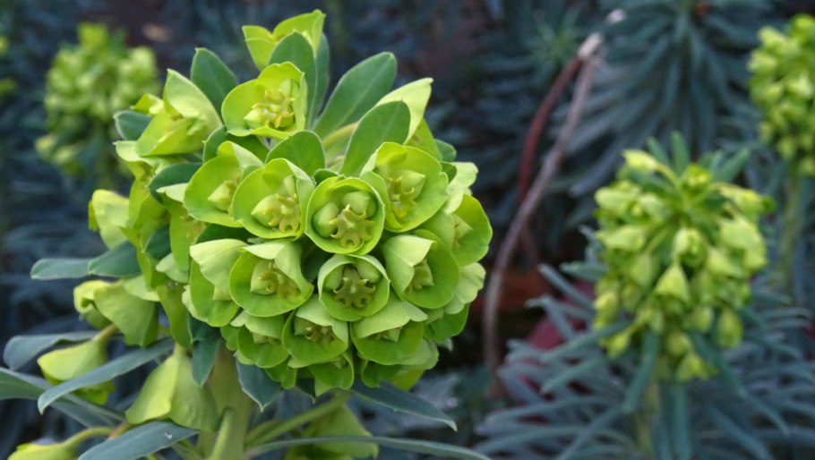 Euphorbia helioscopia молочай солнцегляд