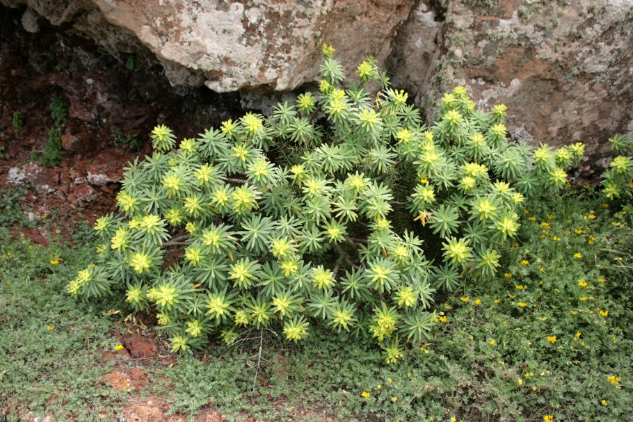 Молочай Euphorbia polychroma