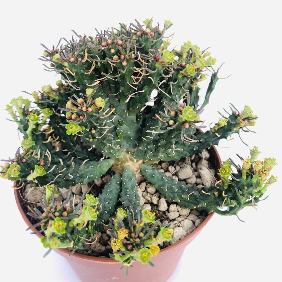 Молочай Жигулёвский