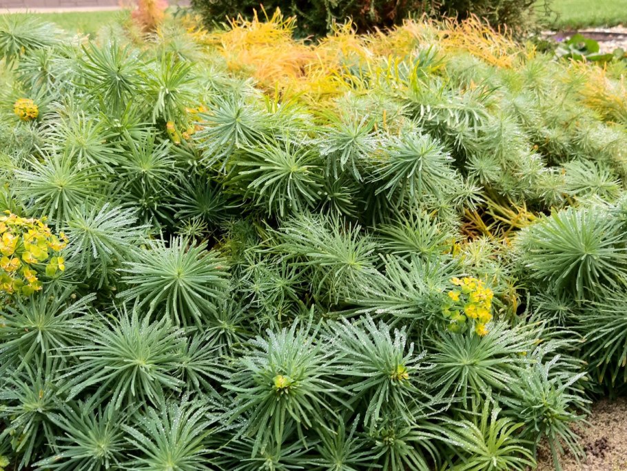 Молочай кипарисовый семена